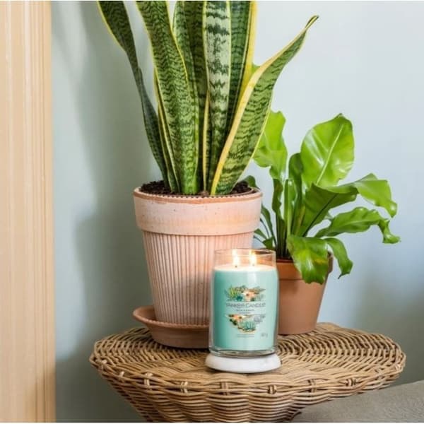 Aloe och Agave signatur ljus medium modell - Yankee Candle