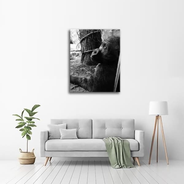 Legendarte - Målning, Tryck på duk - Schimpansen cm. 60x80