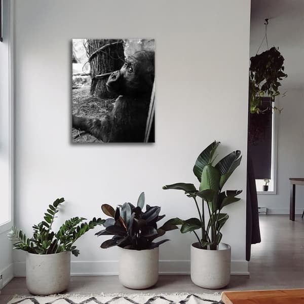Legendarte - Målning, Tryck på duk - Schimpansen cm. 60x80