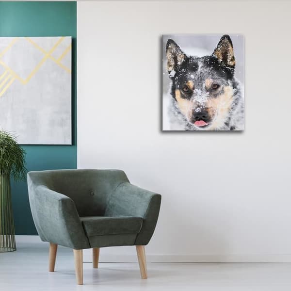 Legendarte - Målning, tryck på duk - Nosparti av en grå varg cm. 50x60