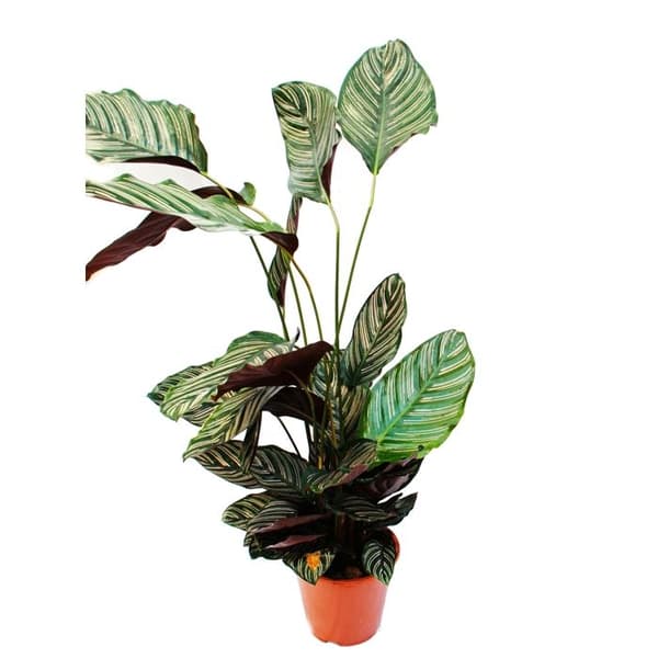 XXL-Schattenpflanze mit ausgefallenem Blattmuster - Calathea ornata - 19cm Topf - ca. Höjd 70-90 cm