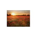Miniatyrbild 1 av 4: Canvastavla - Tadessi - Blommor - M1-No.50354 - Blommor - Röd - Orange - Canvas på ram - Vallmofält - 70 x 50 cm
