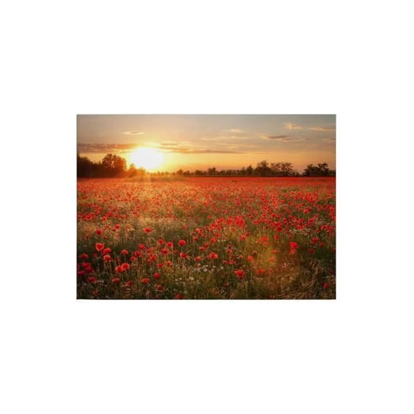 Canvastavla - Tadessi - Blommor - M1-No.50354 - Blommor - Röd - Orange - Canvas på ram - Vallmofält - 70 x 50 cm