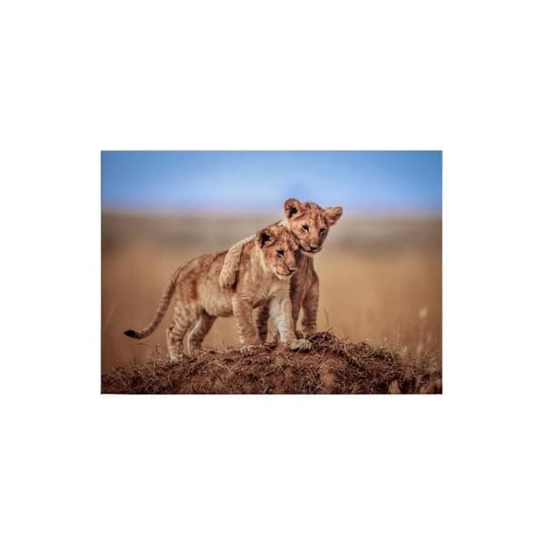 Canvastavla - Tadessi - M1-No.50351 - Djur - Blå - Grön - Canvas på ram - Lejon - Afrika - 70 x 50 cm