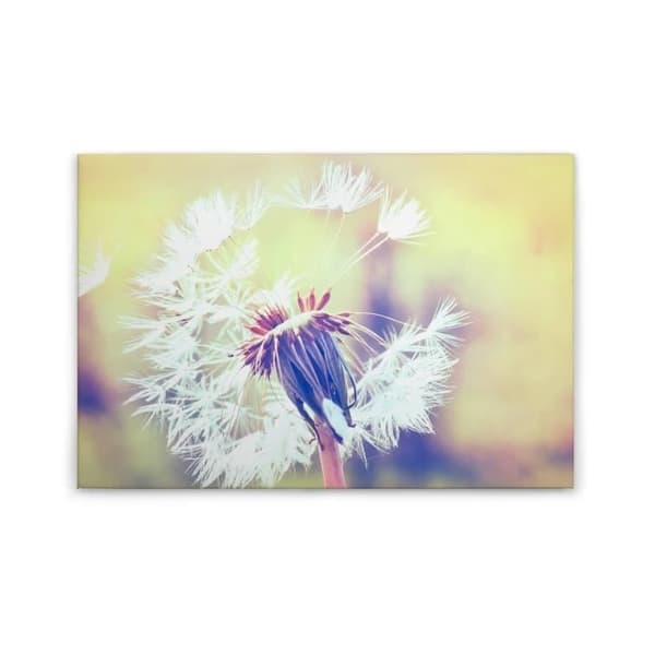 Canvastavla - Tadessi - Trädgård - M1-No.50034 - Blommor - Maskros - Gul - Vit - Canvas på bårram - 90 x 60 cm
