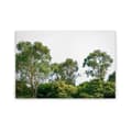 Miniatyrbild 1 av 4: Canvastavla - Tadessi - Skog - M1-nr.50037 - Träd - Grön - Vit - Canvas på bårram - Natur - 90 x 60 cm