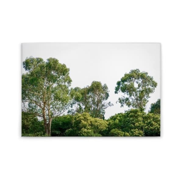 Canvastavla - Tadessi - Skog - M1-nr.50037 - Träd - Grön - Vit - Canvas på bårram - Natur - 90 x 60 cm