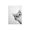 Miniatyrbild 1 av 4: Canvastavla - Tadessi - M1-No.50417 - Djur - Vit - Svart - Canvas på ram - Katt - 50 x 70 cm