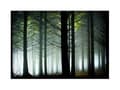 Miniatyrbild 1 av 2: Wee blue coo dukmålning - F12X5302 Endast utskrift utan ram - Foto Landskap Skog Pine Tree Sunshine Woods Väggtryck