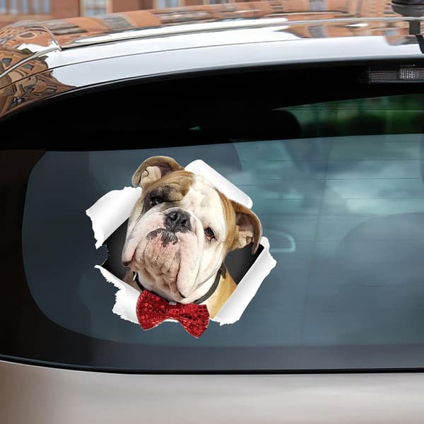 Autotarra Englanninbulldoggi