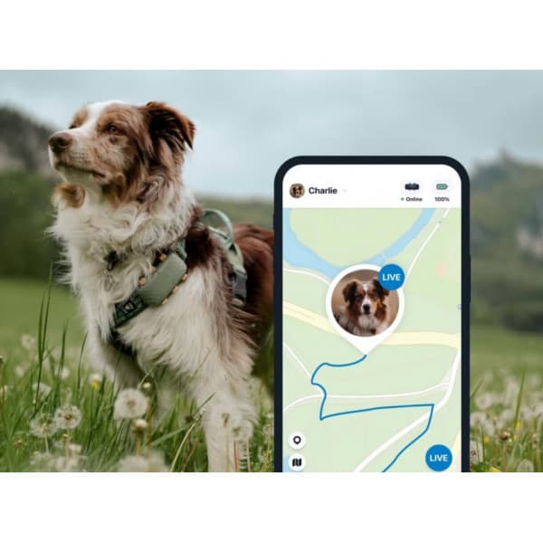 Tractive GPS Hund XL - hundens GPS-sporefinder