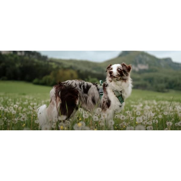 Tractive GPS Hund XL - hundens GPS-sporefinder