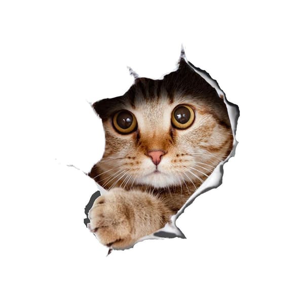 Bildekal - Katt med et søtt utseende