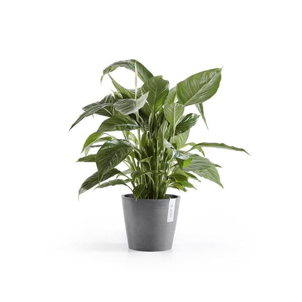 Vaso Amsterdam 20x17,5CM Grigio - ECOPOTS - Con Riserva Acqua