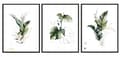 Miniatyrbild 1 av 3: TAVELPOSTERS I RAM 33x43cm Triptyk Set med 3 tavlor Löv vita P1454