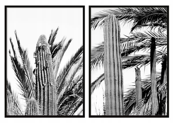 BILLEDER I RAMME 53x73cm Diptych Sæt med 2 billeder Kaktus Sort Hvid P726