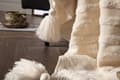 Miniatyrbilde 4 av 4: Katlyn pledd 170x130cm offwhite.