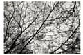 Miniatyrbild 6 av 7: MATTA TUTUMI TREES 140X200 BLACK WHITE