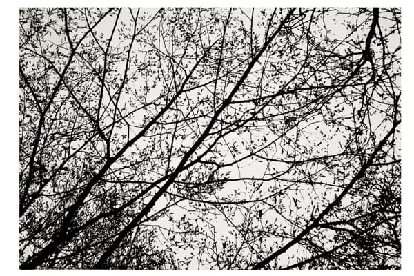MATTA TUTUMI TREES 140X200 BLACK WHITE