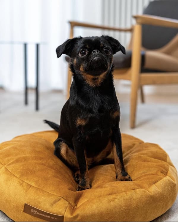 Coco komfortabel pude til kat eller hund, 2 størrelser, 6 farver