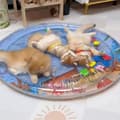 Miniatyrbild 5 av 6: Lollanda Vattenspelmatta för Husdjur, Kattvattenbädd, kylmatta för katt och små hundar–Inflaterbar, Kan fyllas med vatten