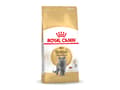 Miniatyrbild 1 av 4: Royal Canin British Shorthair Adult, Adult (djur), 4 kg, Antioxidanter inkluderet
