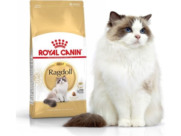 ROYAL CANIN Ragdoll FBN Adult - tørfoder til kattekillinger - 400g
