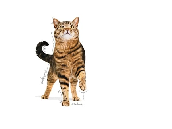 Royal Canin APPETITE CONTROL, Voksen, Alle hunderaser, Amaranth, 85 g
