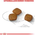Pikkukuva 4 / 10: ROYAL CANIN Mini Urinary Care CCN - kuiva koiranruoka - 1kg