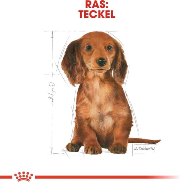 Ruoka Royal Canin SHN Rotu mäyräkoira Jun 1,5 kg