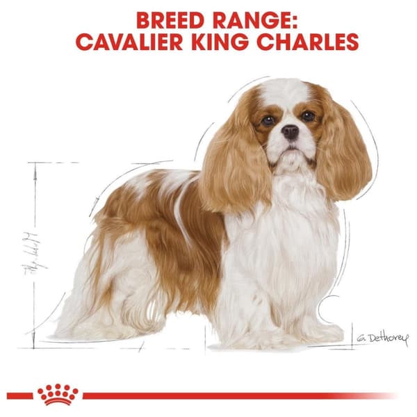 Hundefoder Royal Canin SHN Race Cavalier KC 1,5 kg
