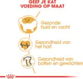 Miniatyrbild 4 av 10: Royal Canin FBN Ragdoll Adult torrfoder för katter 2 kg