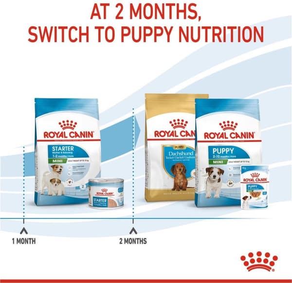 ROYAL CANIN SHN Mini Starter Mother & Babydog - tør hundefoder - 4 kg