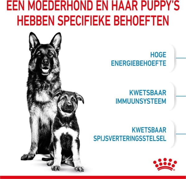ROYAL CANIN SHN Maxi Starter Mother & Babydog - tør hundefoder - 4 kg