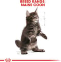 Miniatyrbild 5 av 8: Royal Canin Maine Coon Kattunge katter torrfoder 2 kg