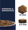 Pikkukuva 2 / 5: Eukanuba PREMIUM PERFORMANCE 15 kg Adult Chicken, Turkki