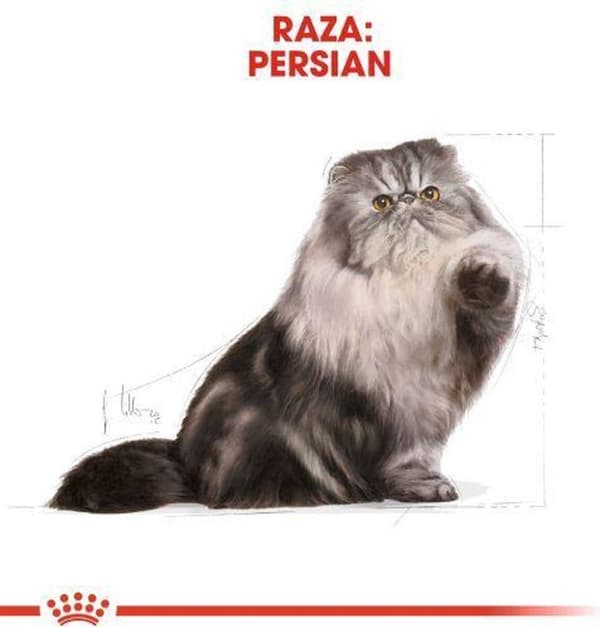Royal Canin persiankissojen kuivaruoka 4 kg Aikuinen maissi, Siipikarja