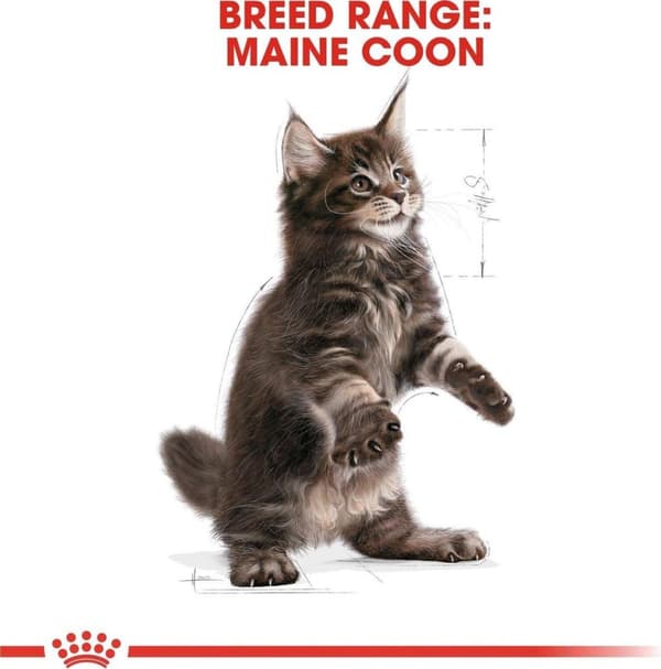 Royal Canin Maine Coon Kattunge katter torrfoder Fjäderfä, Ris 4 kg