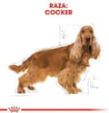 Miniatyrbillede 3 af 8: Royal Canin Cocker Voksen Tør hundefoder Majs, Fjerkræ, Ris 12 kg