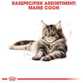 Miniatyrbild 11 av 11: Royal Canin FBN Maine Coon Vuxen - torrfoder för katter - 10kg