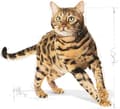 Miniatyrbillede 6 af 9: Royal Canin FBN Bengal Voksen - tør kattefoder - 10 kg