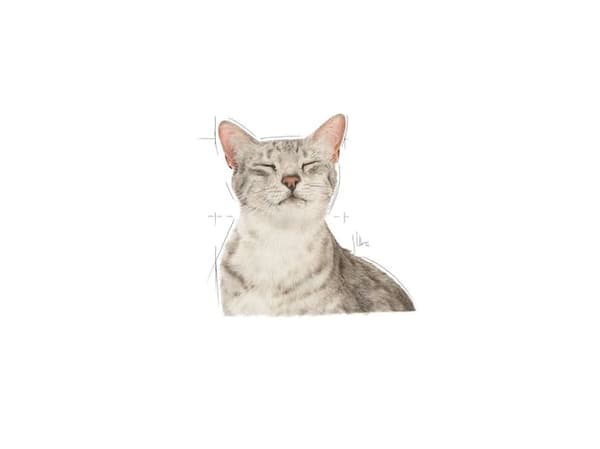 ROYAL CANIN Sensory Feel Märkä kissanruoka palat kastikkeessa 12x85g