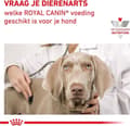 Pikkukuva 6 / 11: Royal Canin Renal Special - Koiranruoka - 2 kg