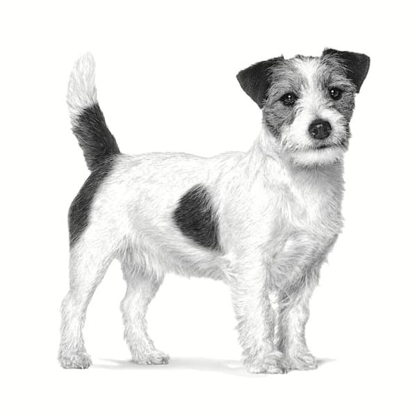ROYAL CANIN Anallergenic Small VHN - kuiva koiranruoka - 3 kg