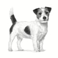 Pikkukuva 2 / 2: ROYAL CANIN Anallergenic Small VHN - kuiva koiranruoka - 3 kg