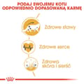 Miniatyrbild 4 av 5: Royal Canin FBN Maine Coon Adult - torrfoder för vuxna katter - 4 kg