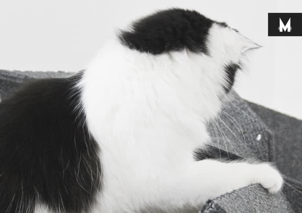 MIUT – M-Climber // Cat Interior Solutions: Koska jokainen koti ja jokainen kissa on erilainen.
