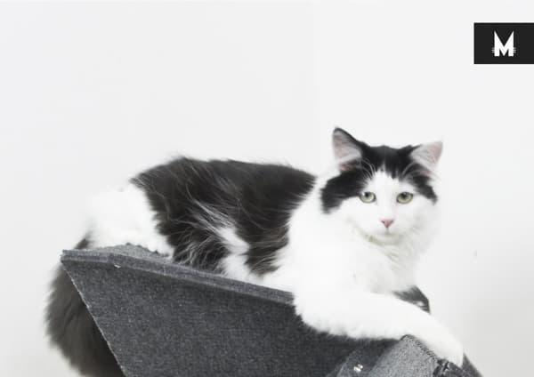 MIUT – XL-Climber // Cat Interior Solutions: Fordi hver bolig og hver kat er forskellig.