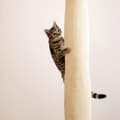 Miniatyrbild 5 av 8: Kerbl Klättersäck för katt 240 cm beige