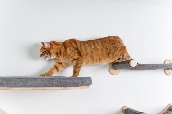 Klatrevæg til katte - Vægbro (Grå)